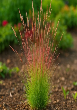 ВІВСЯНИЦЯ Walberla